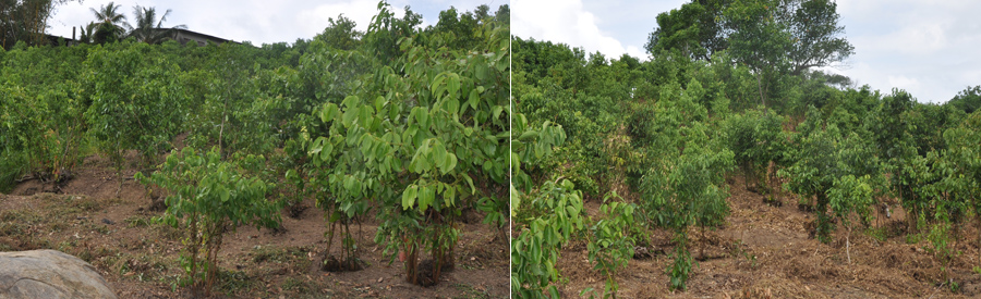 Hotel Lanka Supercorals Hikkaduwa